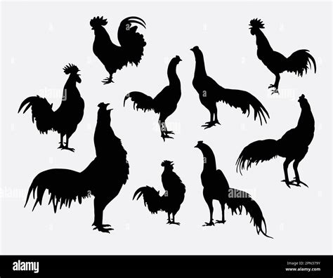 Rooster and cock pose silhouettes Stock Vector Image & Art - Alamy