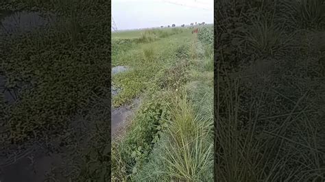 Tari Miti Me Mil Java 的图像结果