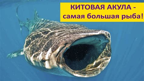 КИТОВАЯ АКУЛА: огромная рыба с зубами на глазах! Наталья Носова - YouTube