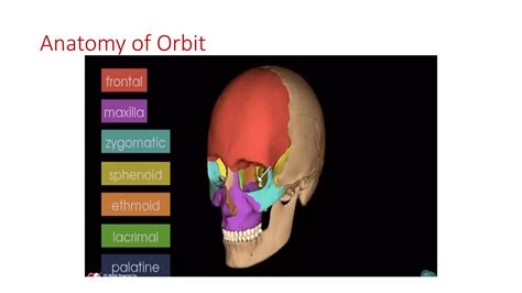 anatomy of orbital spaces, tumours and its importance | PDF