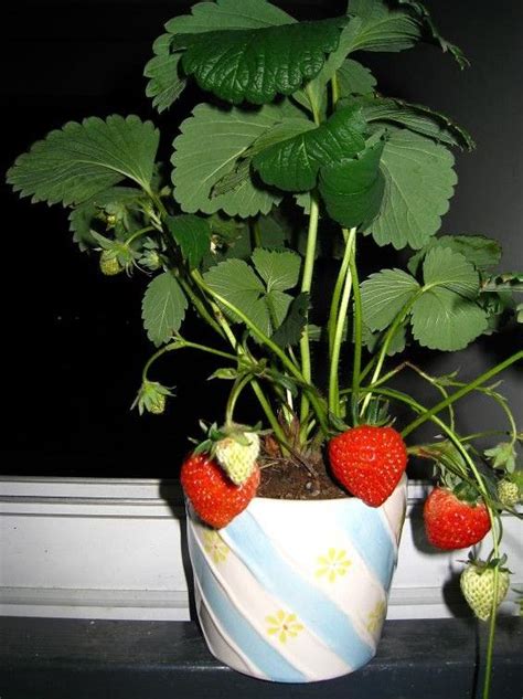 盆栽草莓的种植方法 草莓族都来看看_齐家网