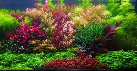 17 Beautiful Red Aquarium Plants for Every Home Tank