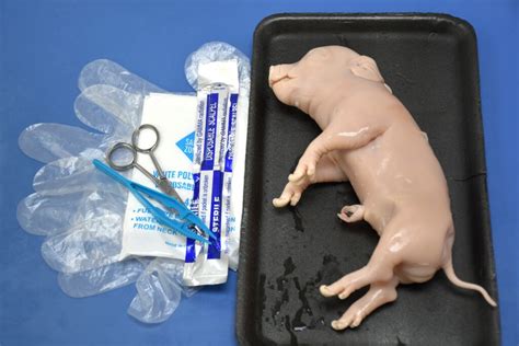 Image result for Fetal Pig Dissection Lab