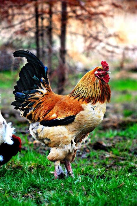 Chicken Little Game GUI Java 的图像结果