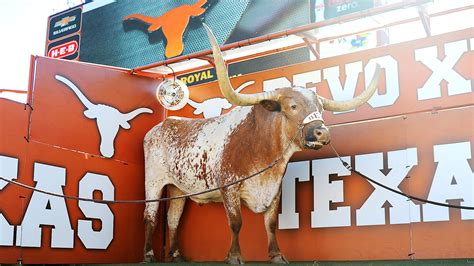 Texas Longhorns mascot Bevo XIV dies