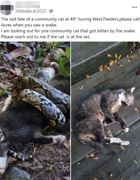 Image result for Python Attacks Cat