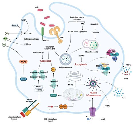 Frontiers | Mycobacterium tuberculosis-macrophage interaction: Molecular updates