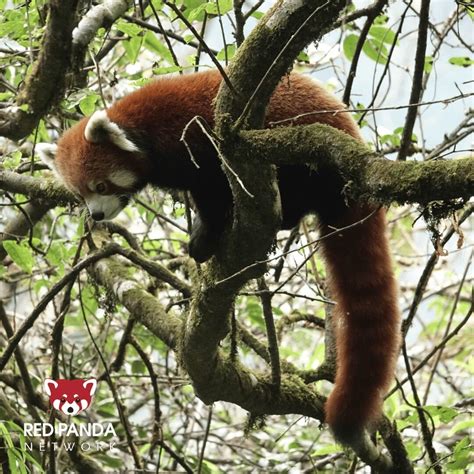 Red Panda Network on LinkedIn: 🎄 Happy New Year from Red Panda Network ...