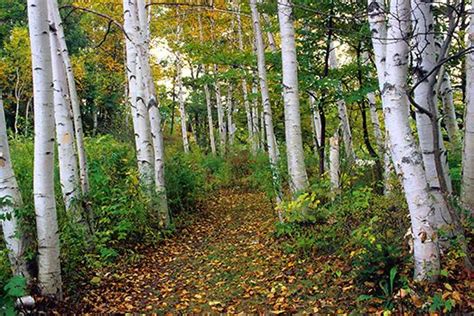 White Birches Campground Shelburne NH: Camping & Nature