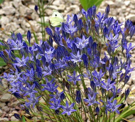 SUMMER FLOWERING BULB MIXED PACK 320 BULBS 8 VARIETIES SUMMER LONG ...