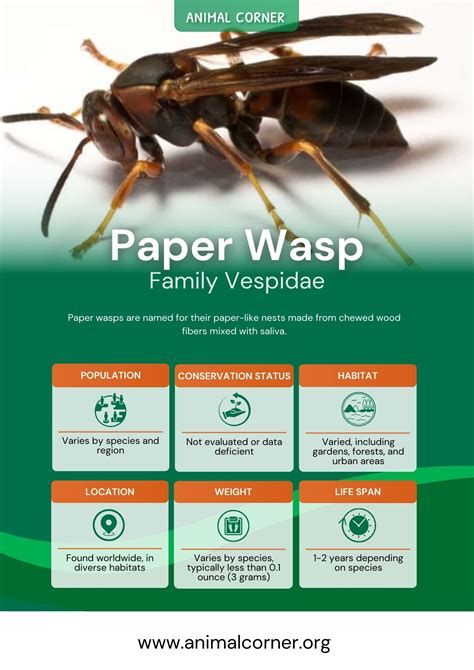 Paper Wasp - Facts, Life Cycle & Habitat Information