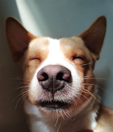 20 Best Why Do Dogs Have Whiskers?