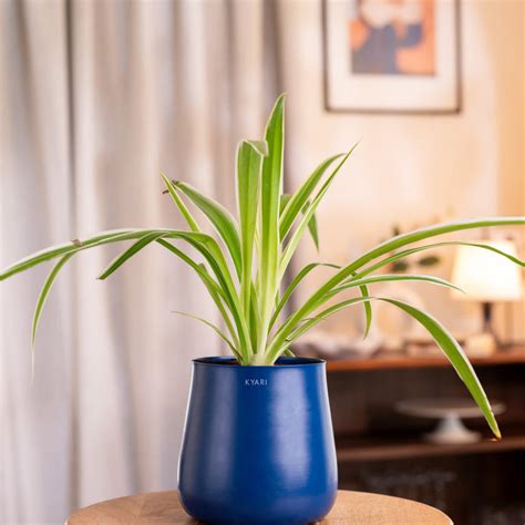 Indoor Office Plants - Buy Office Desk Plants Online – Kyari.co