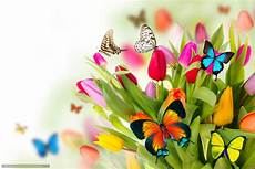 sfondi desktop fiori e farfalle scaricare gli sfondi primavera fiori farfalle tulipani sfondi desktop fiori e farfalle scaricare gli sfondi primavera fiori farfalle tulipani