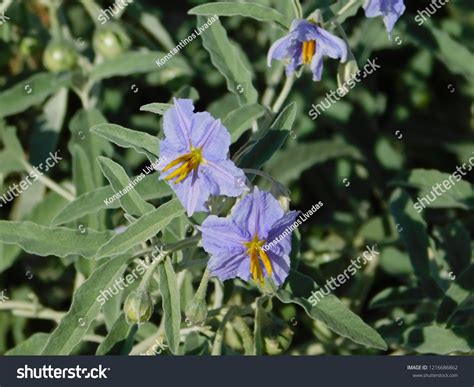 63 Solanum elaeagnifolium Images, Stock Photos & Vectors | Shutterstock