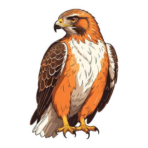 Hawk Vintage Illustration 48081576 Vector Art at Vecteezy