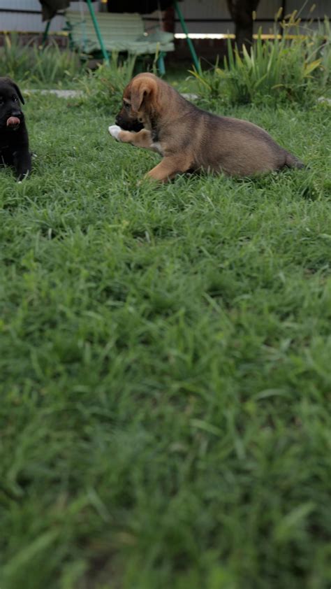 Dogs Playing 的图像结果