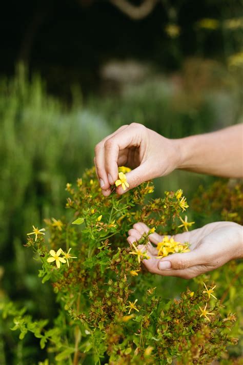 Herb Medicine 的图像结果