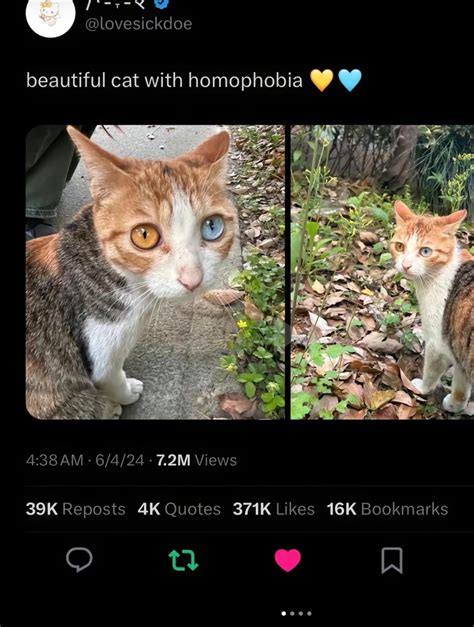 beautiful cat with homophobia 💛🩵 | Fandom