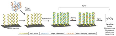 Recent Developments in Enzyme, DNA and Immuno-Based Biosensors