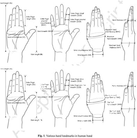 Hand Dimensions at James Mcewen blog