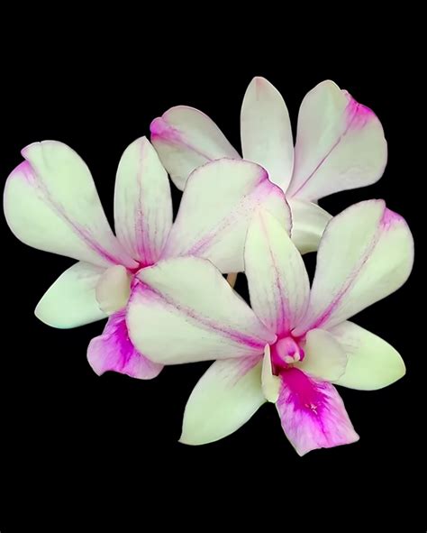 Divine Blossoms Orchid Boutique - Online Store