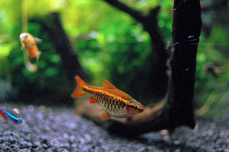 Cherry Barb: Fish Species Profile