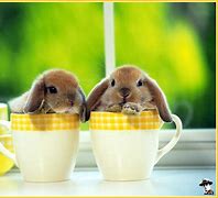 Image result for Lots of Baby Bunnies