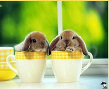 Image result for Baby Bunnies On a Field