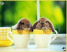 Image result for Pet Barn Bunnies