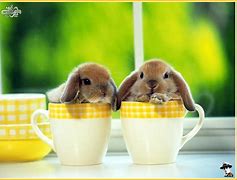 Image result for Colorful Bunnies