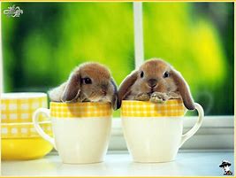 Image result for Pink Baby Bunnies