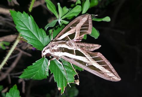 2560x1440 wallpaper | white lined sphinx moth | Peakpx
