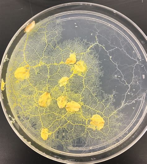 2.34: Physarum - A Plasmodial Slime Mold - Biology LibreTexts