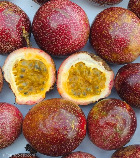 Passiflora edulis (Passion Fruit) | Top Tropicals Plant Encyclopedia