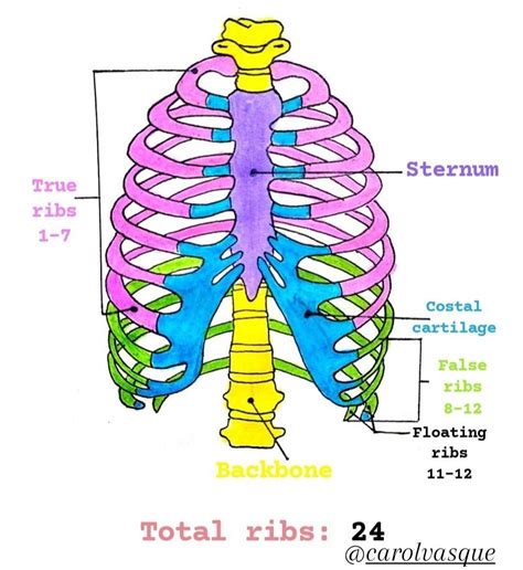 Anatomy - ribcage | Study biology, Medical school essentials, Medical ...