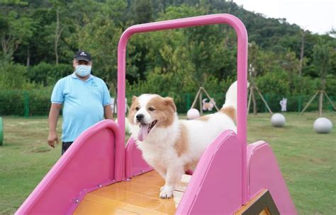 韩国大学举办狗狗运动会 呼吁国民爱护宠物-国际在线