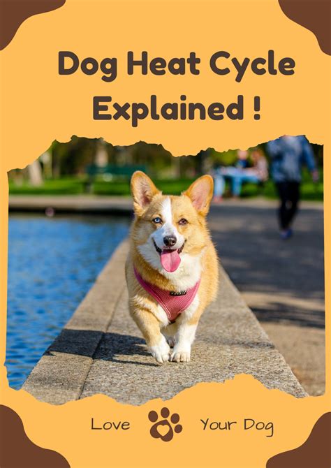 What Is A Dog Heat Cycle at Robert Printz blog