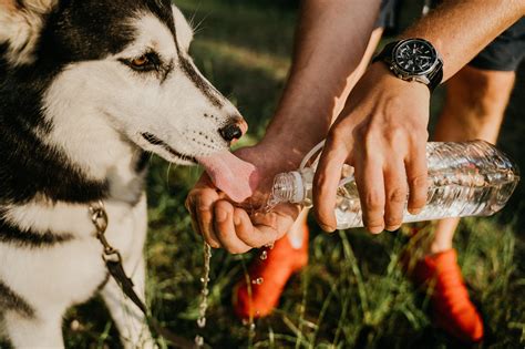 Is it safe for your dog to drink soda? | FirstVet