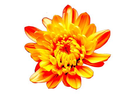 Image result for Flower Pot Unicode Python