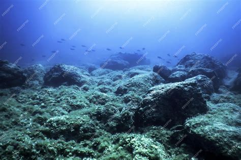 Bottom of the Sea 的图像结果