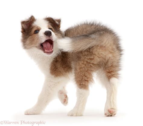 Why Does A Dog Chase His Tail