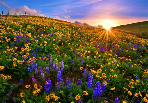 Sunbeam Glow Over Spring Wildflowers at Sunset – HD Nature Wallpaper