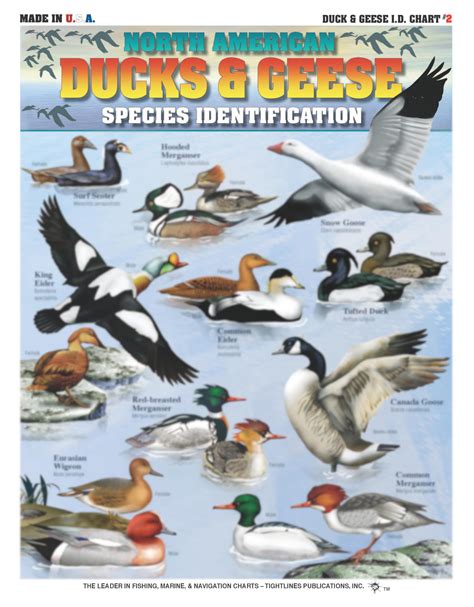 Duck Species Chart