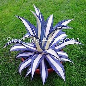 80 Pcs Agave Flower Seeds, Succulent Perennial Good Life Flower Agave ...