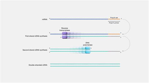 cDNA (copy DNA) | NHGRI