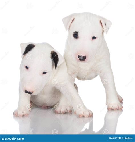 Two White English Bull Terrier Puppies Stock Photo - Image of canine ...