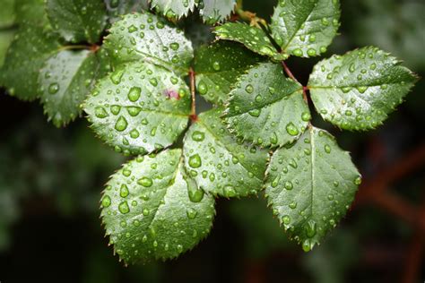 Green Rose Plant Leaves With Dew Closeup Photography · Free Stock Photo