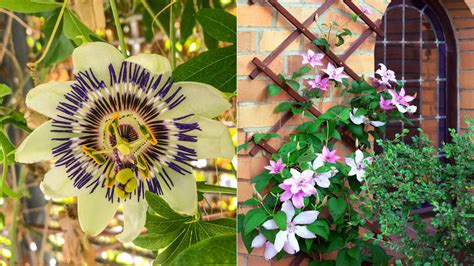 Climbing Plants For Trellis Australia at Natalie Hawes blog