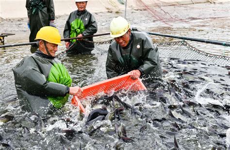 中国建亚洲最大“深海鱼塘”，一次养鱼上千吨，首次捕捞大丰收_经海_养殖_烟台